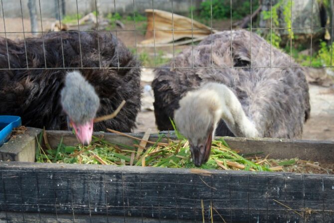 What Do Ostriches Eat in Captivity