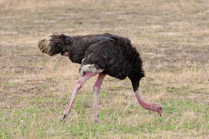What do ostriches eat
