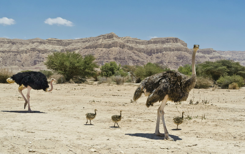 Where Do Ostriches Live