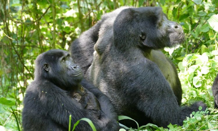 Can You Change or Cancel a Gorilla Permit