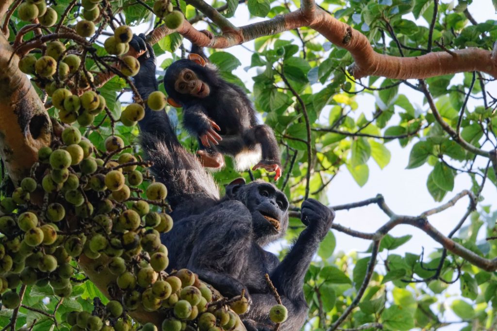 What Do Chimpanzees Eat in the Rainforest